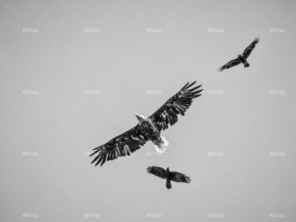 Bald Eagle mobbed by crows over Balch Lake NH 