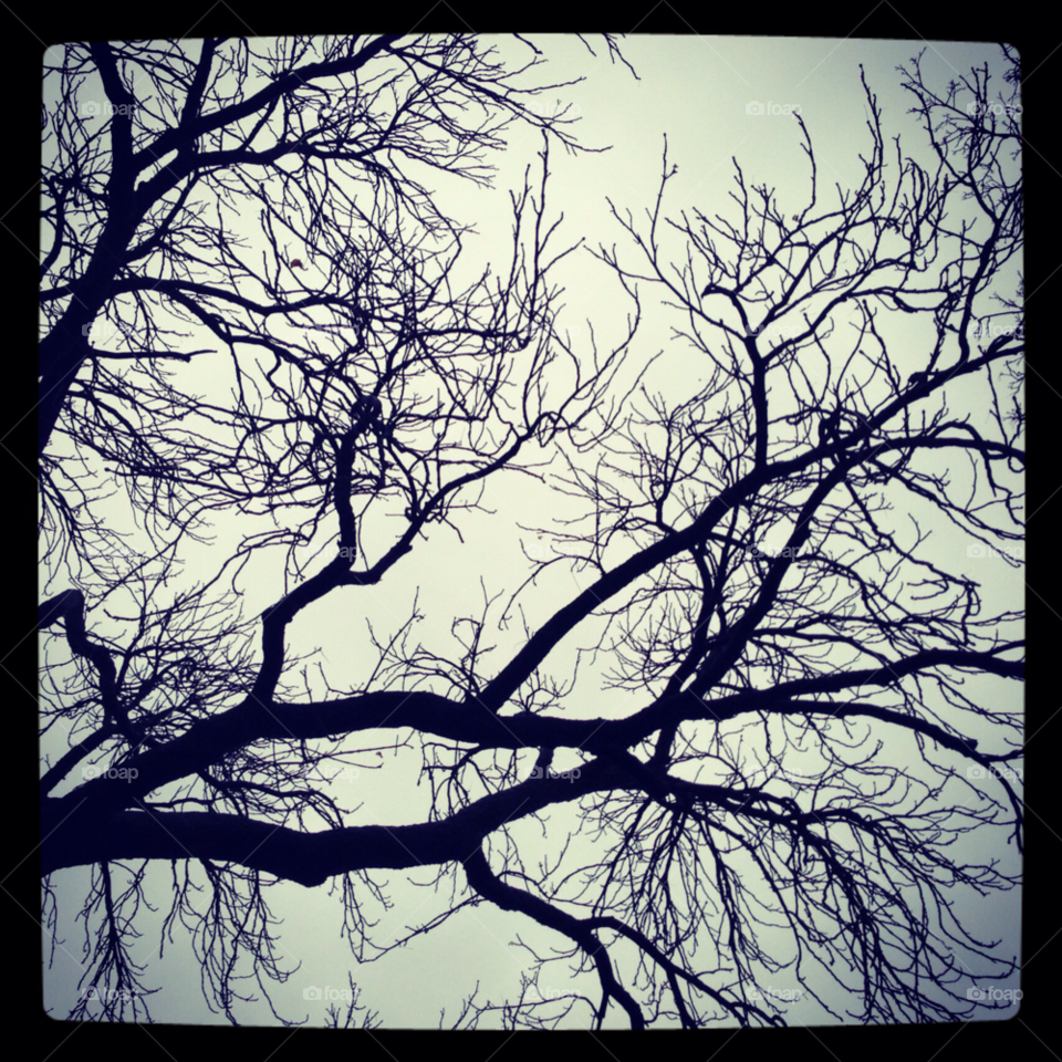 winter spring tree leafs by byg