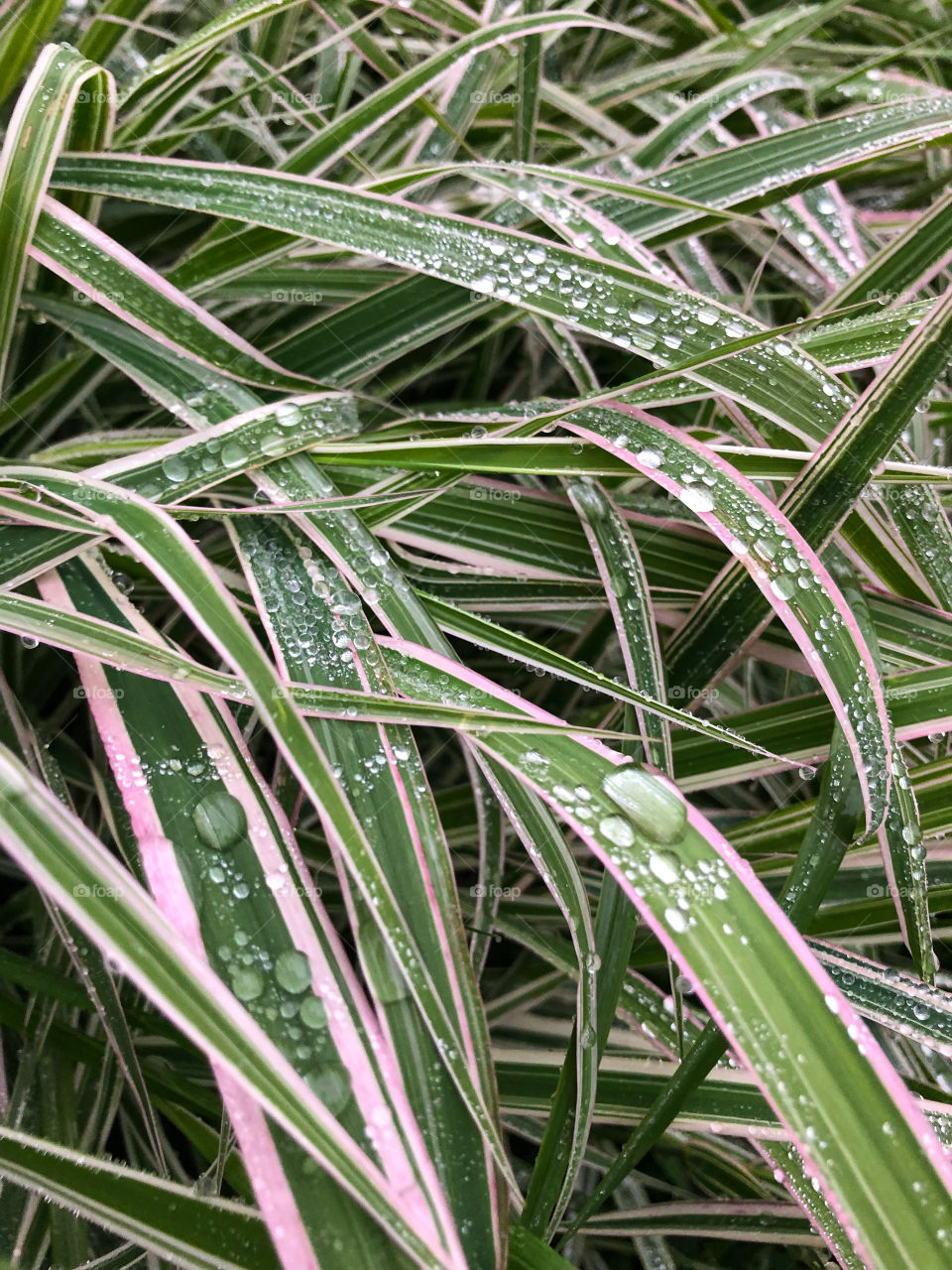 Дождик на траве 