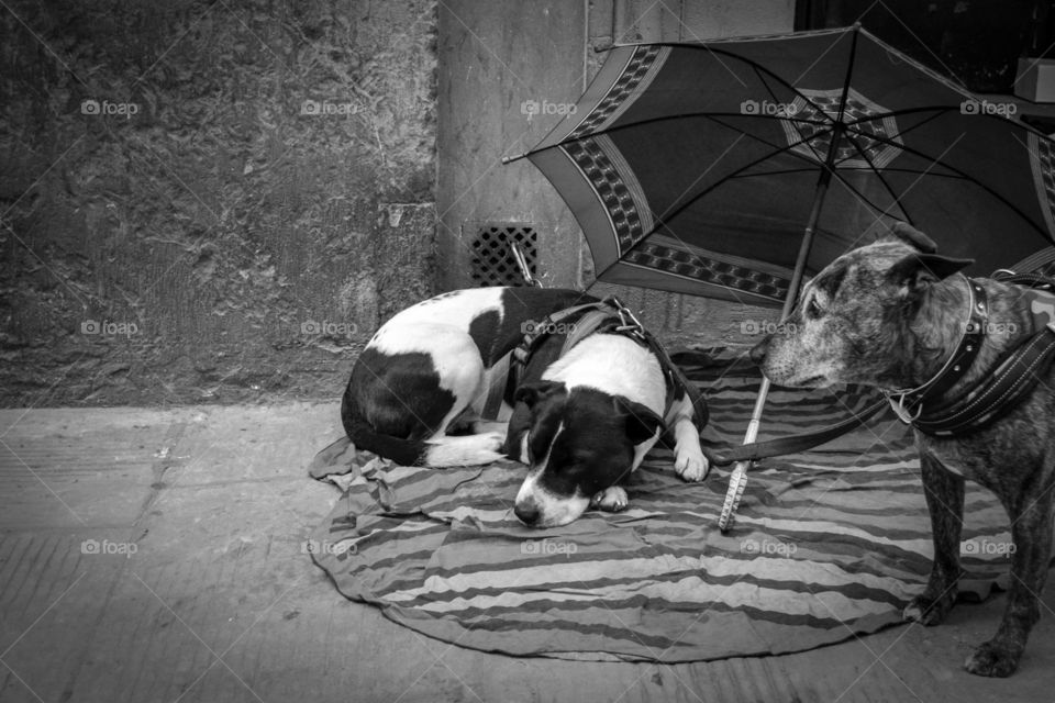 Poor Dogs, Italy 