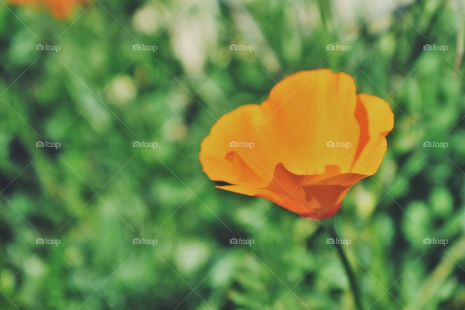 Poppy #3