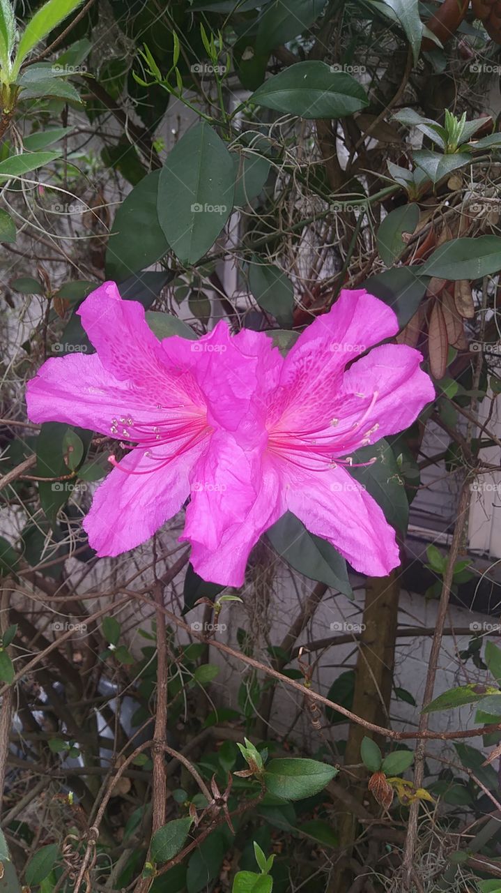 Flower Outside