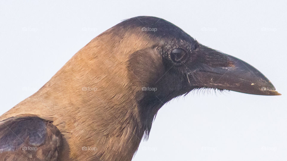 crow face close up 