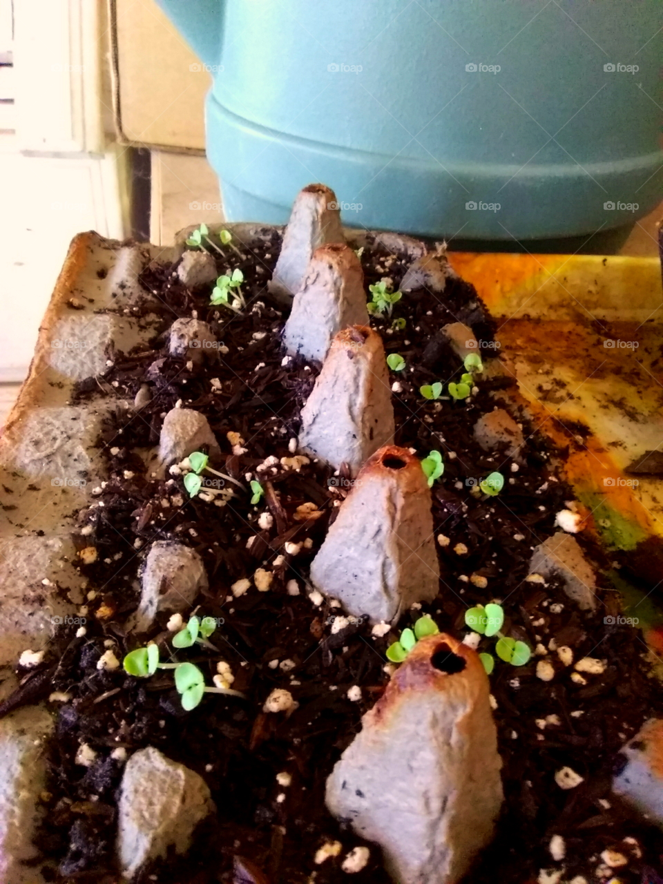 Sprouts in an egg carton