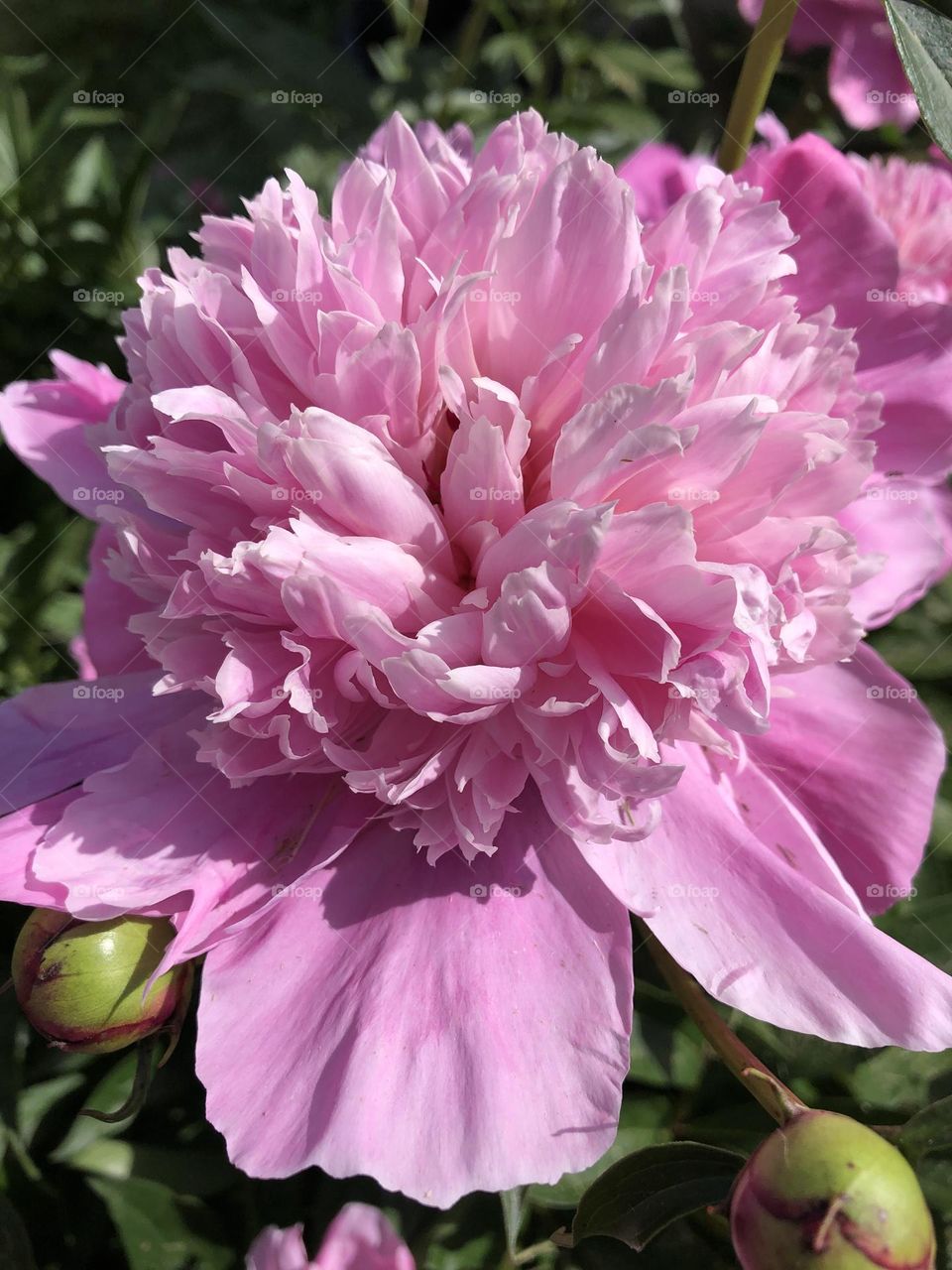 Peony 