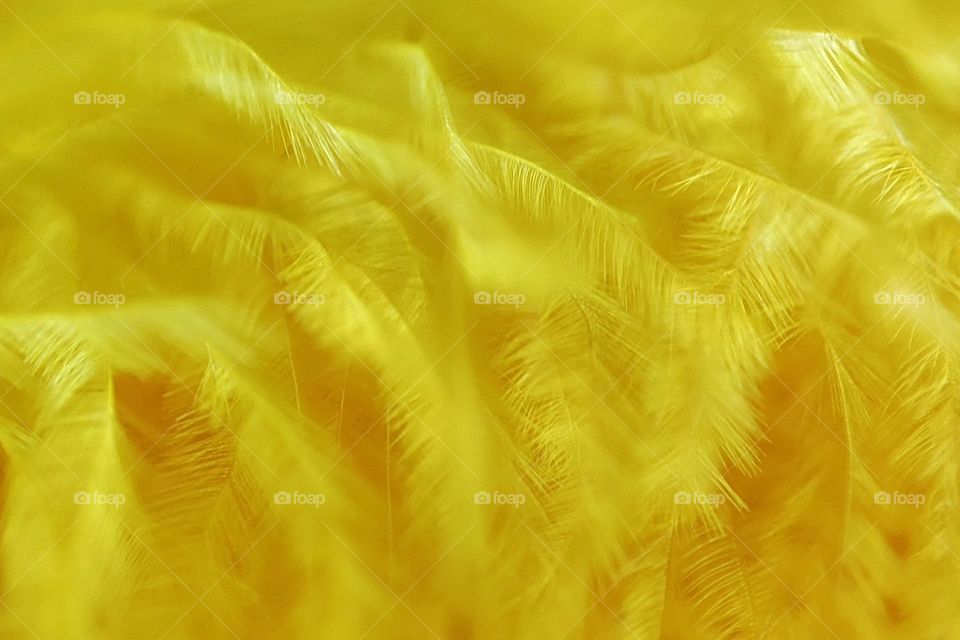 Yellow Feathers Close Up