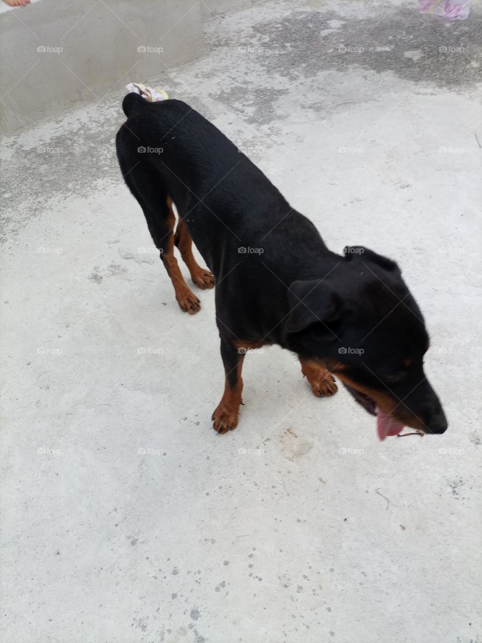 Hottwailler dog with tongue out