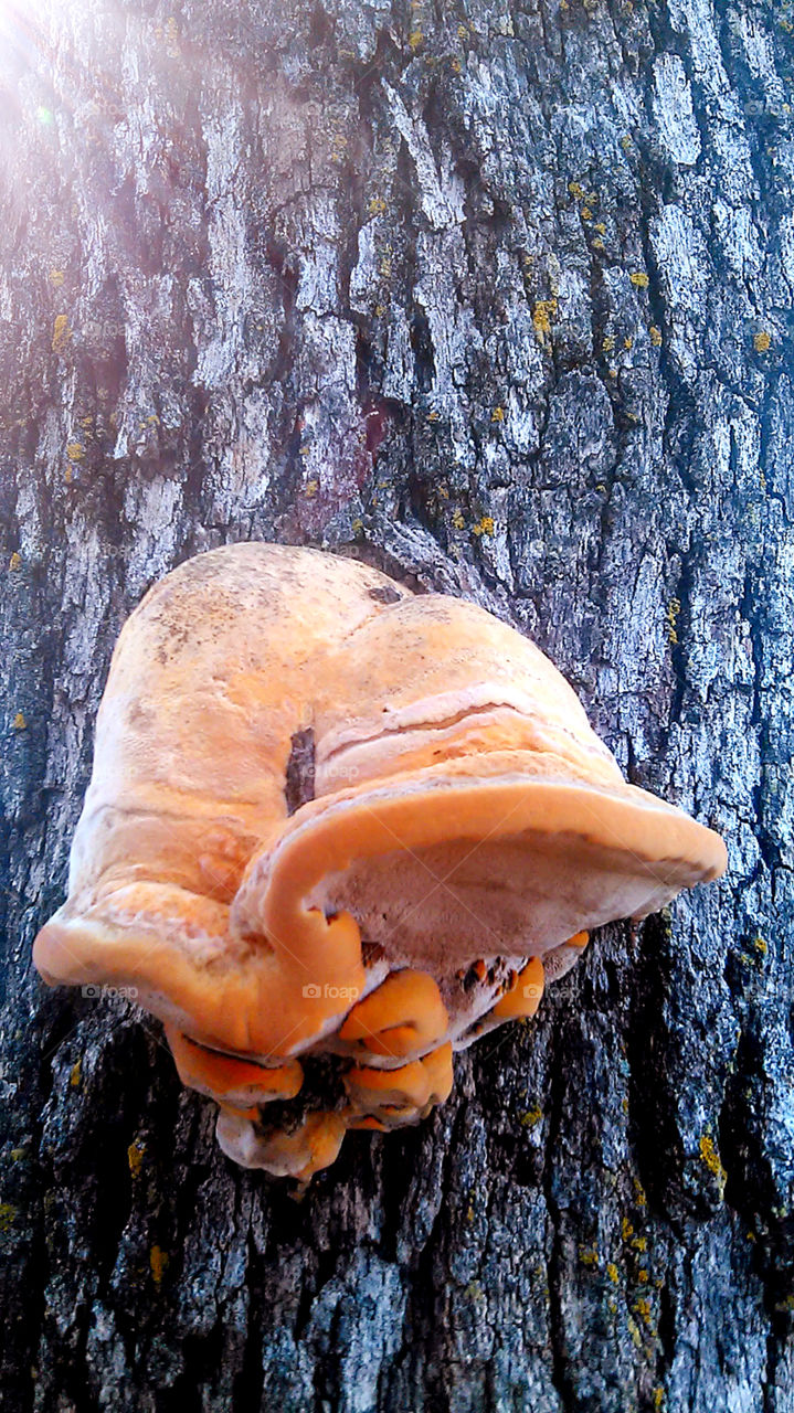 tree mushroom. this mushroom is growing on the side of this tree