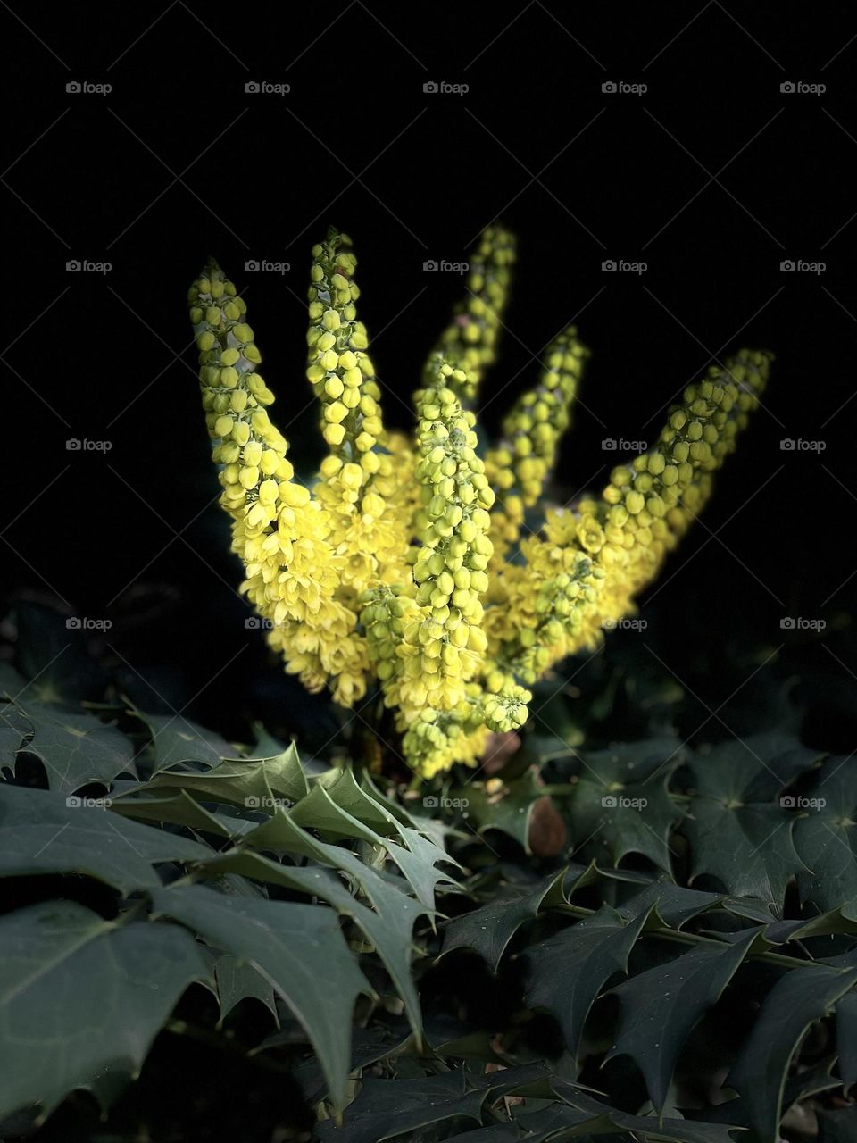 Yellow Flowers in Paris 