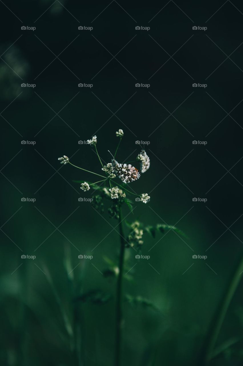 Natural Animal Wild Life