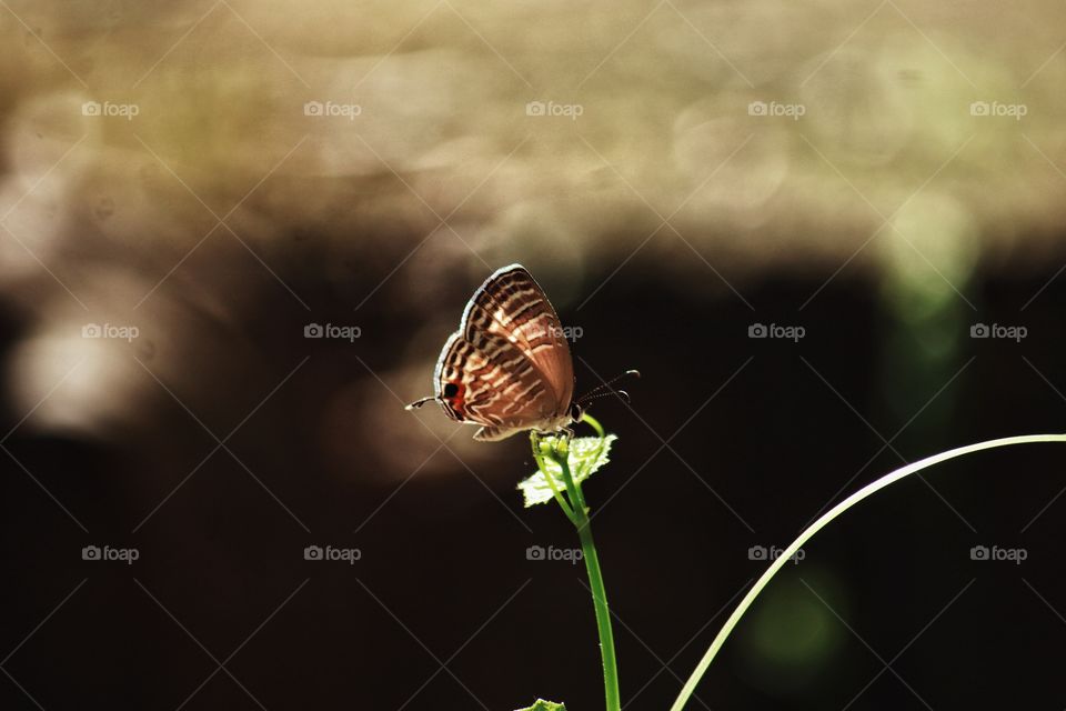 brown butterfly