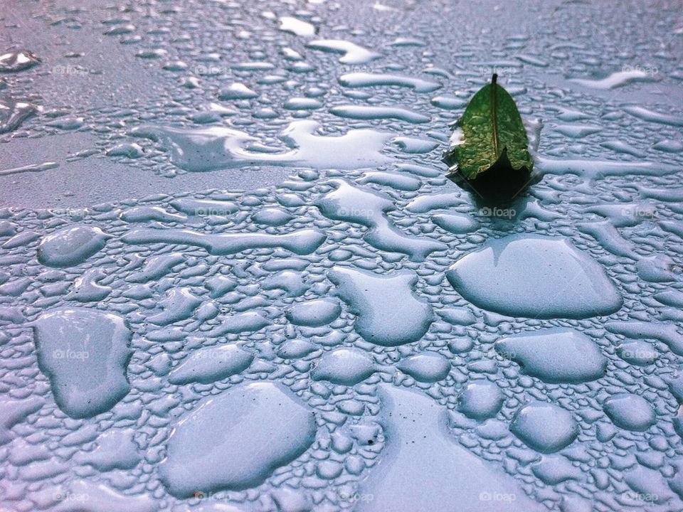 A leaf on a car