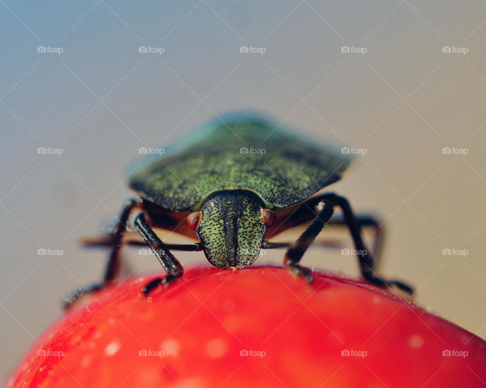 Portrait of stink bug nymph