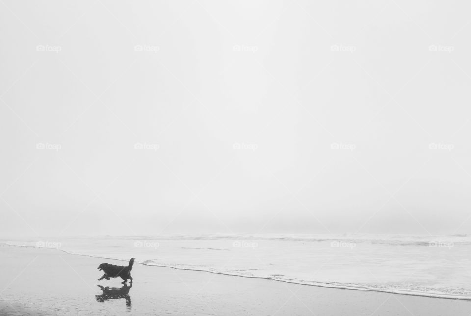 Fog, Sea, Beach, Landscape, Water
