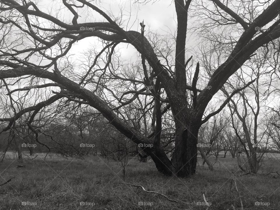 B&W, Black and white, world, country Road, farm, Dirt Rd., Little Elm, Texas, Denton, country living, simple, beautiful simplicity, creepy tree, Landscape, composition, nature, natural, 