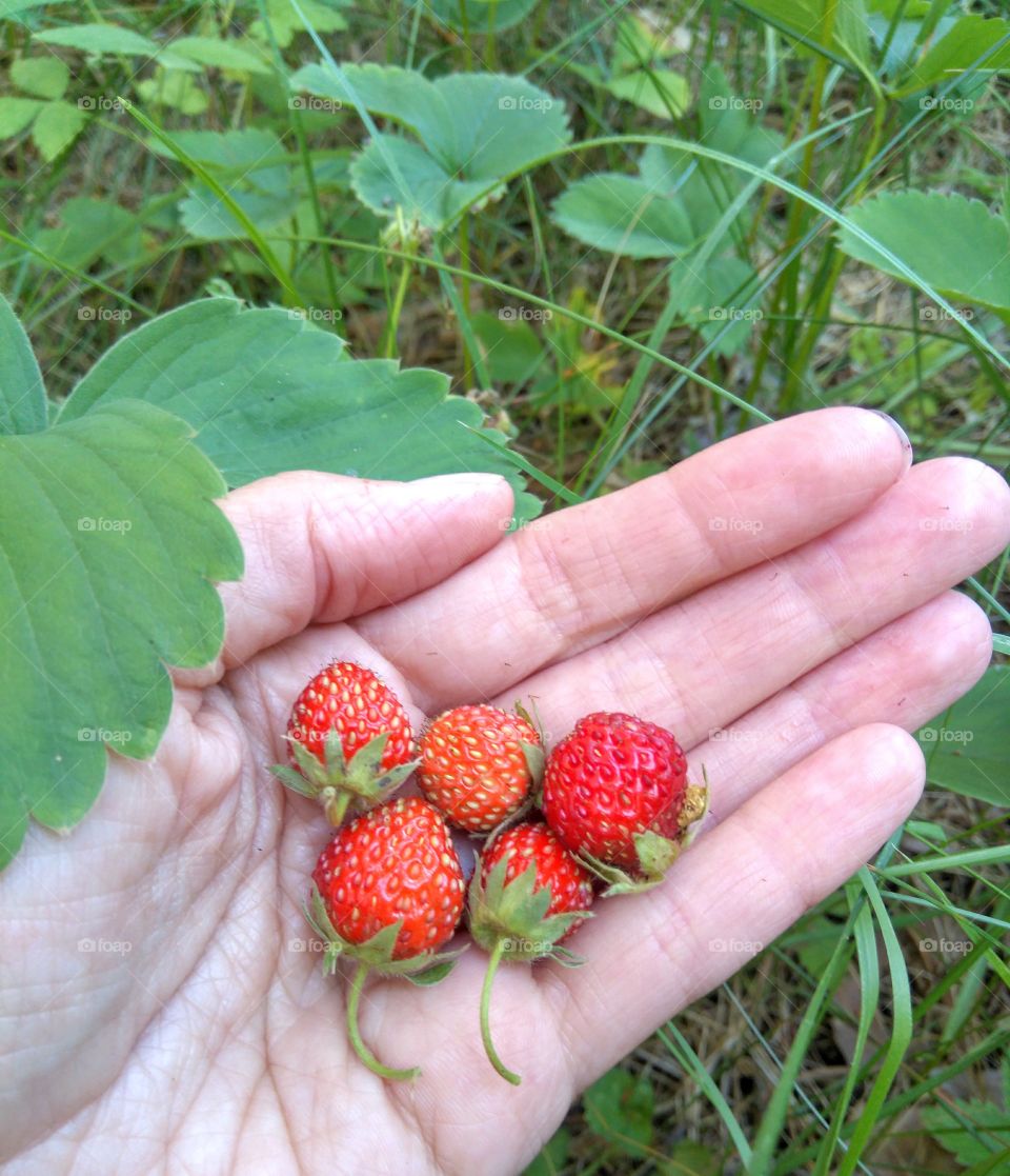 strawberries in the hands green summer background