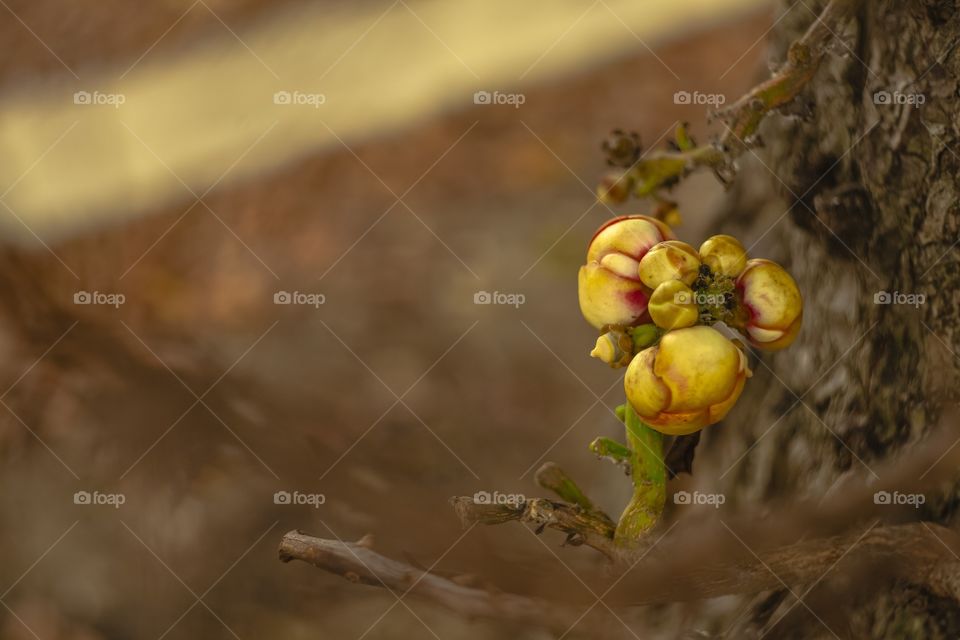 Botones de flores sobre rama 