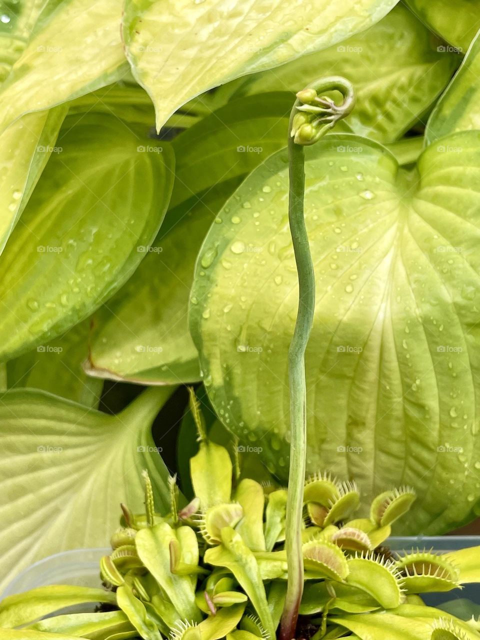 For Maggie … Elvis has grown a very tall flower stalk with a kink in the middle, buds tucked up in a tight curl that look almost ready to burst open … watch this space 😂