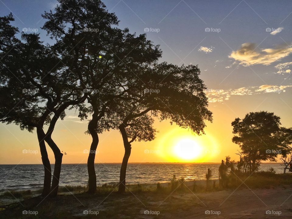 Trees and sunset