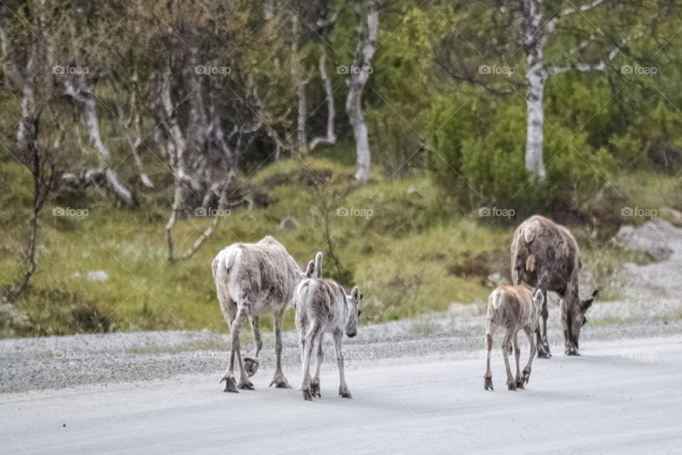Pack of Reindeers - mothers with their cute calfs
