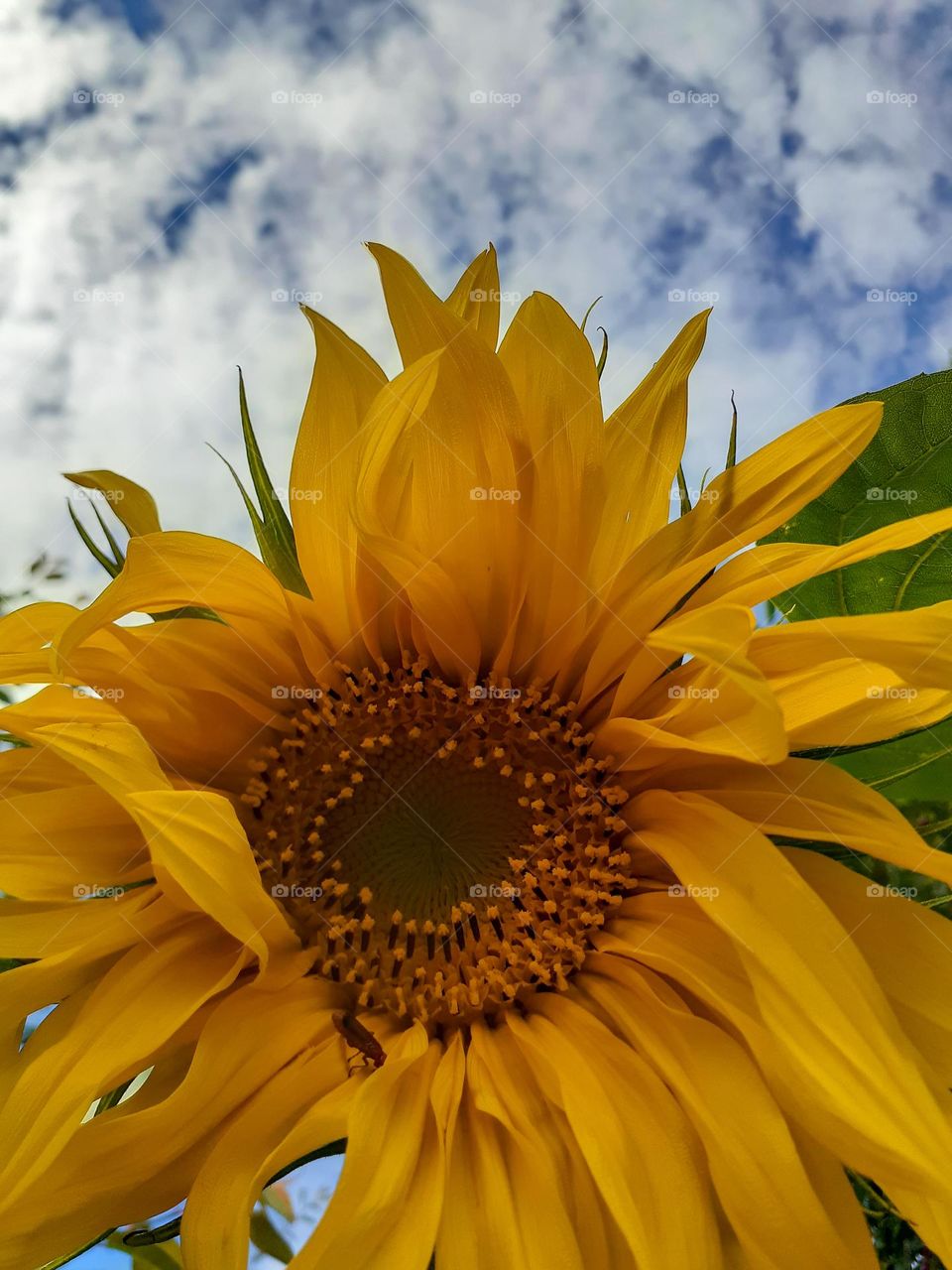 bright yellow sunflower against a clear blue sky
