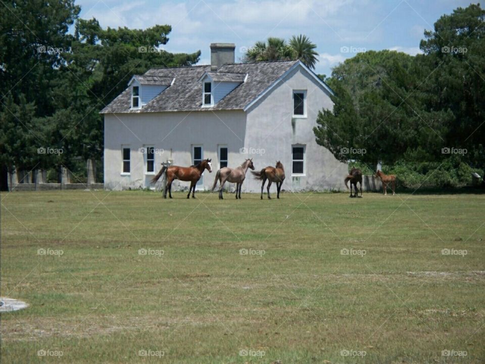 Wild horses at Dungeness Cumberland Island