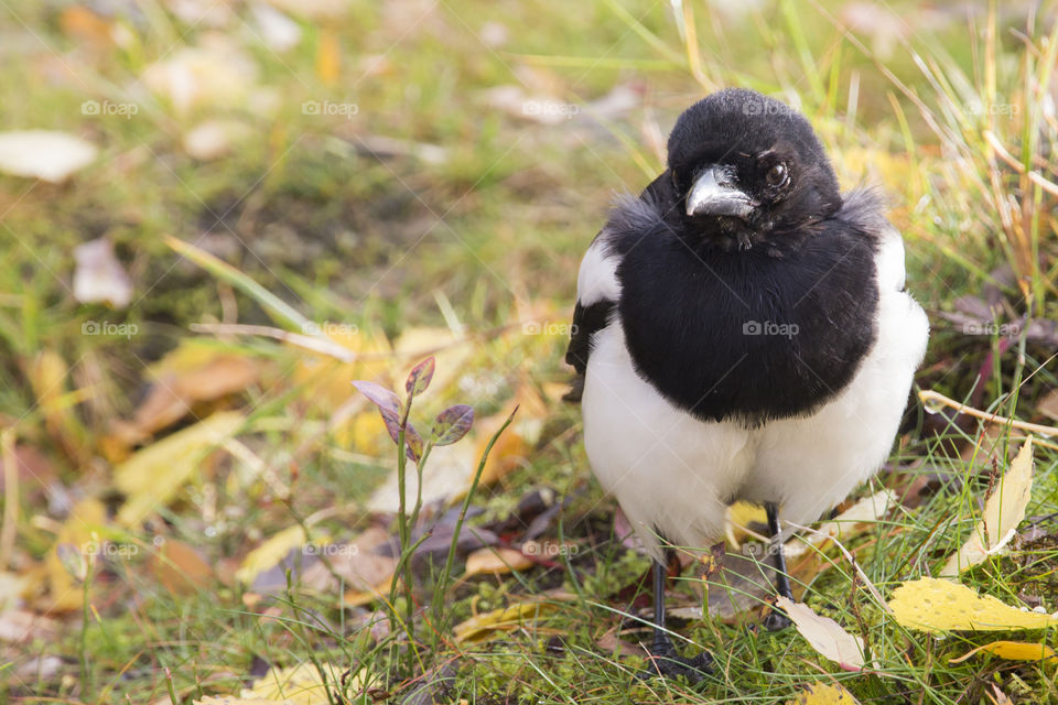 Black billed magpie on grass and autumn leaves