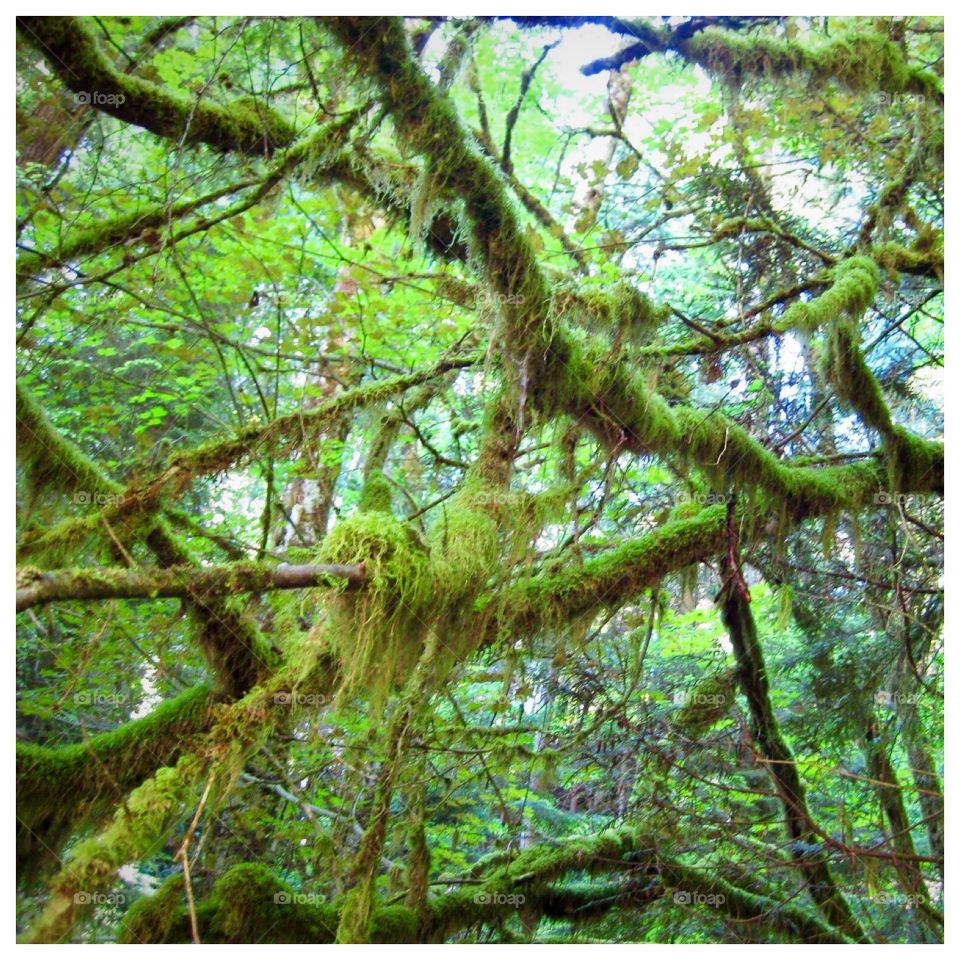 Mossy trees