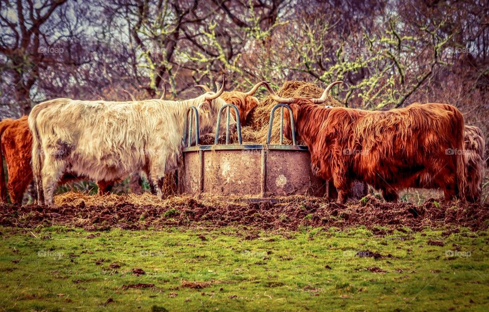 Magnificent Scottish highland cattle near ballachulish in the scottish highlands