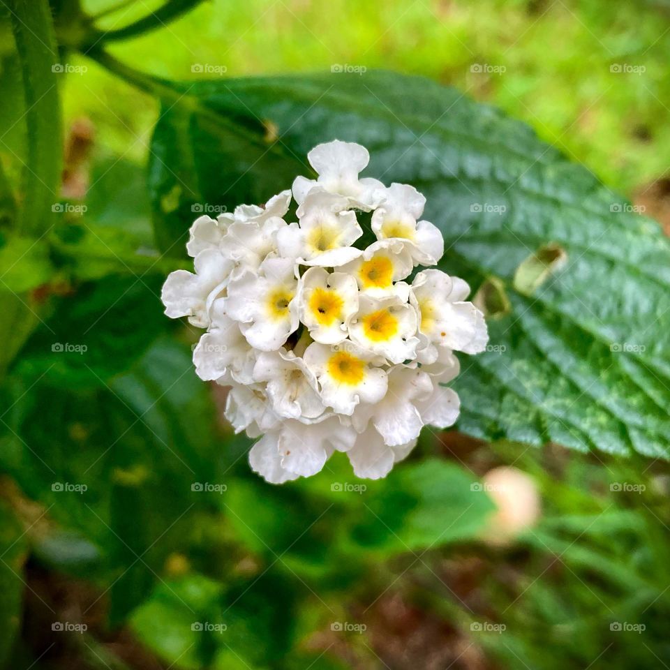 🌹 🇺🇸 Very beautiful flowers to brighten our day.  Live nature and its beauty. Did you like the delicate petals? / 🇧🇷 Flores muito bonitas para alegrar nosso dia. Viva a natureza e sua beleza. Gostaram das pétalas delicadas? 