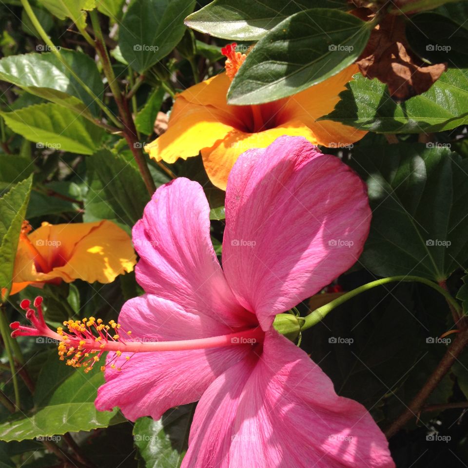 Hibiscus Paradise. This is the hibiscus flower bush in my driveway here in sunny California.