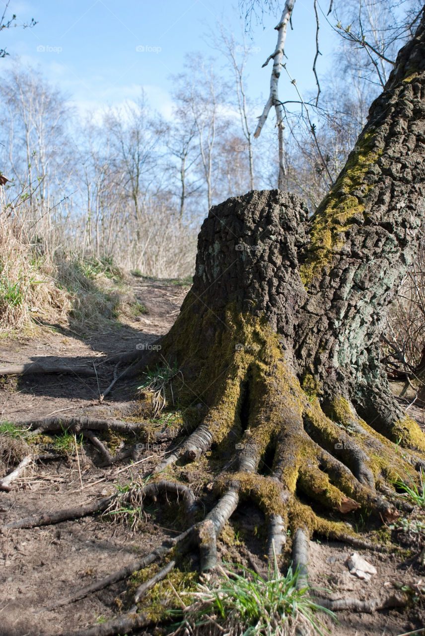 nature tree forest natur by jbdc