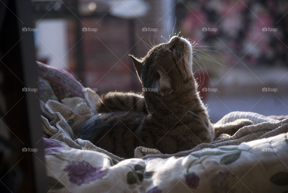 Thank you God for the beautiful blessings in my life.