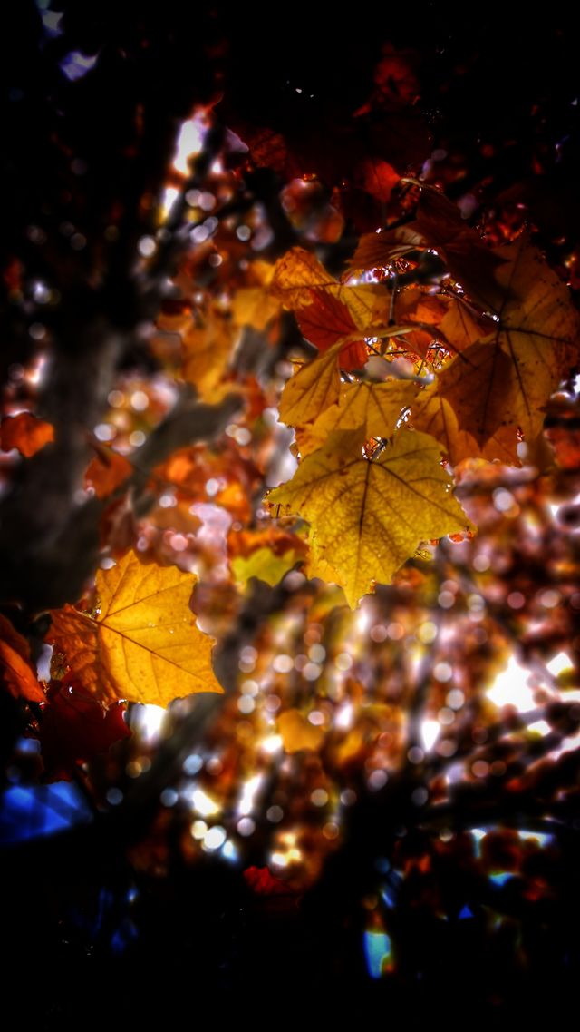 Leaves drawing autumn fall color    by BT