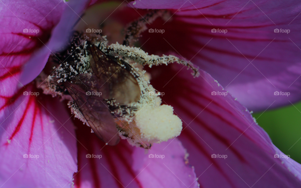 Honey Bee Feeding On Nectar