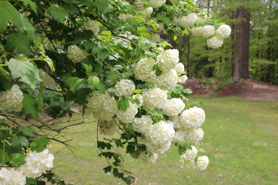 Hydrangeas