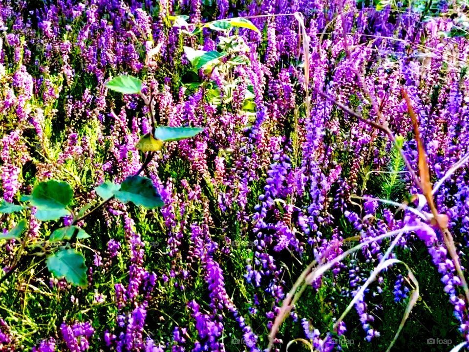 What I‘ve found in the woods 🌲