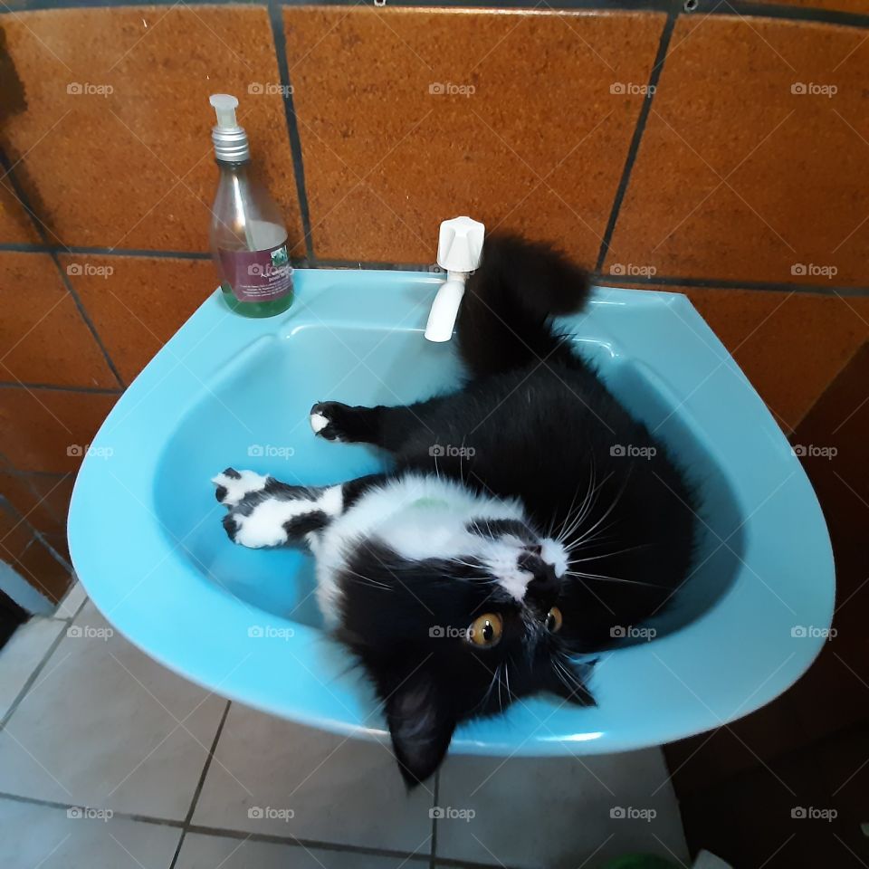 Frajola relaxando na pia do banheiro.