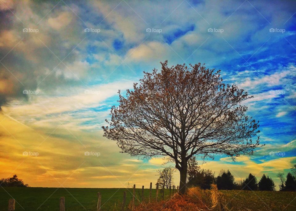 Trees growing on landscape during sunset