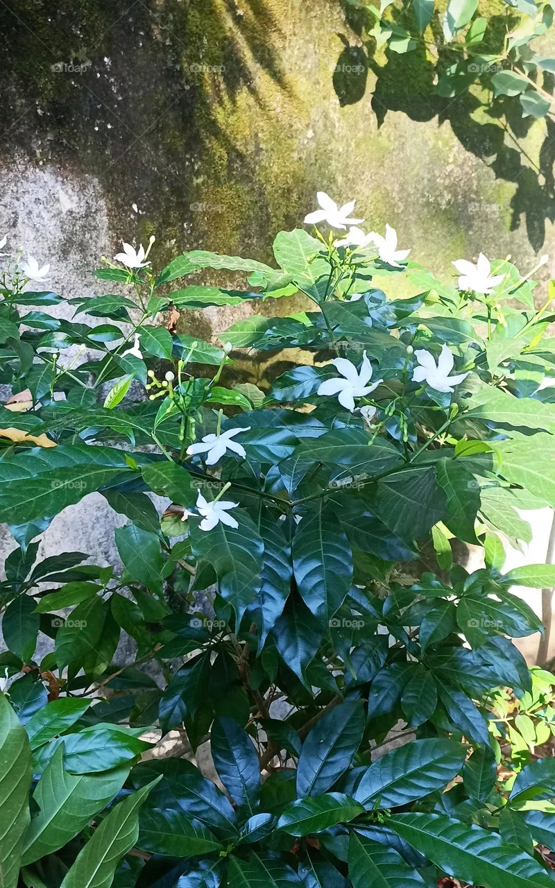 Pinwheel flower