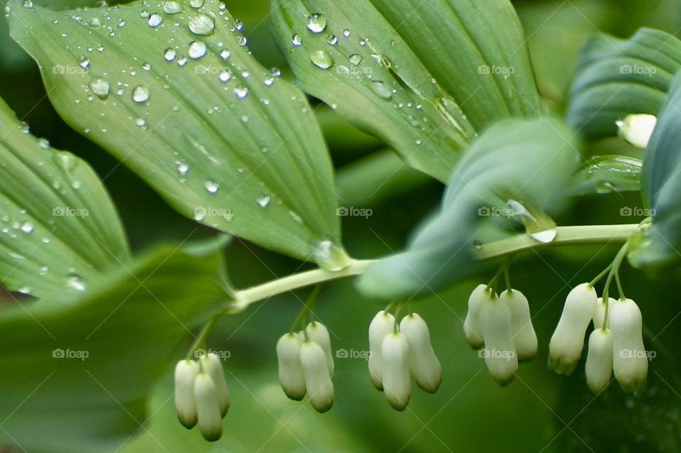 Closeup up of a Solomon’s Seal plant after a rain shower.