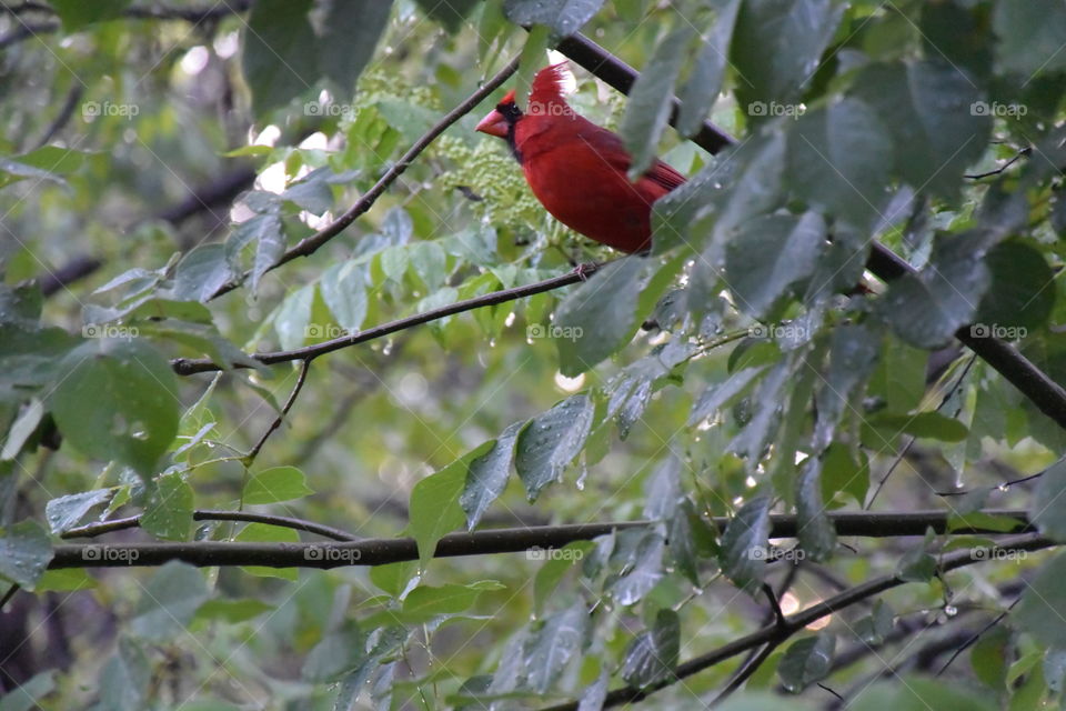 Cardinal. Bird