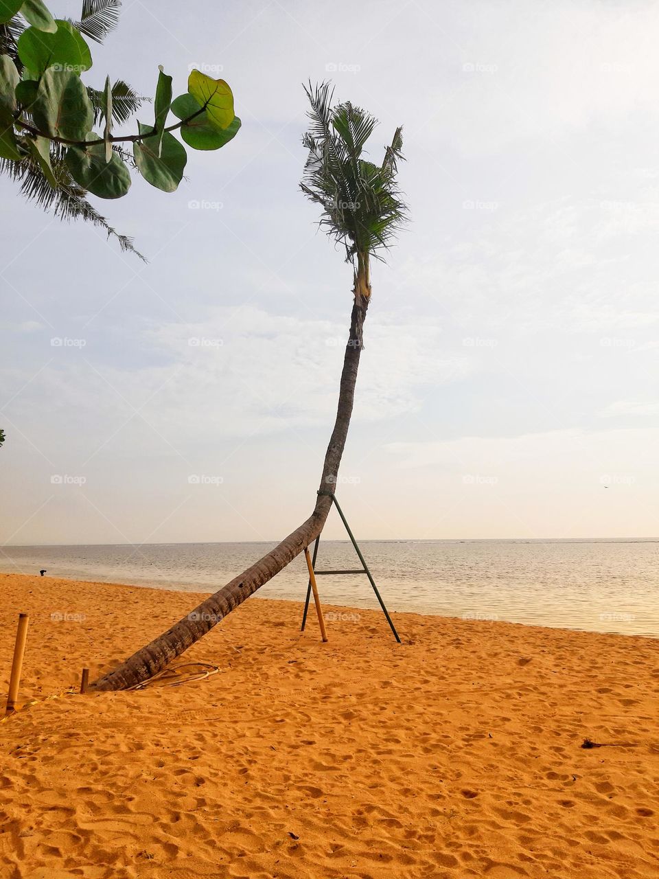 the right side view of a tall unstraight coconut tree found on the beach