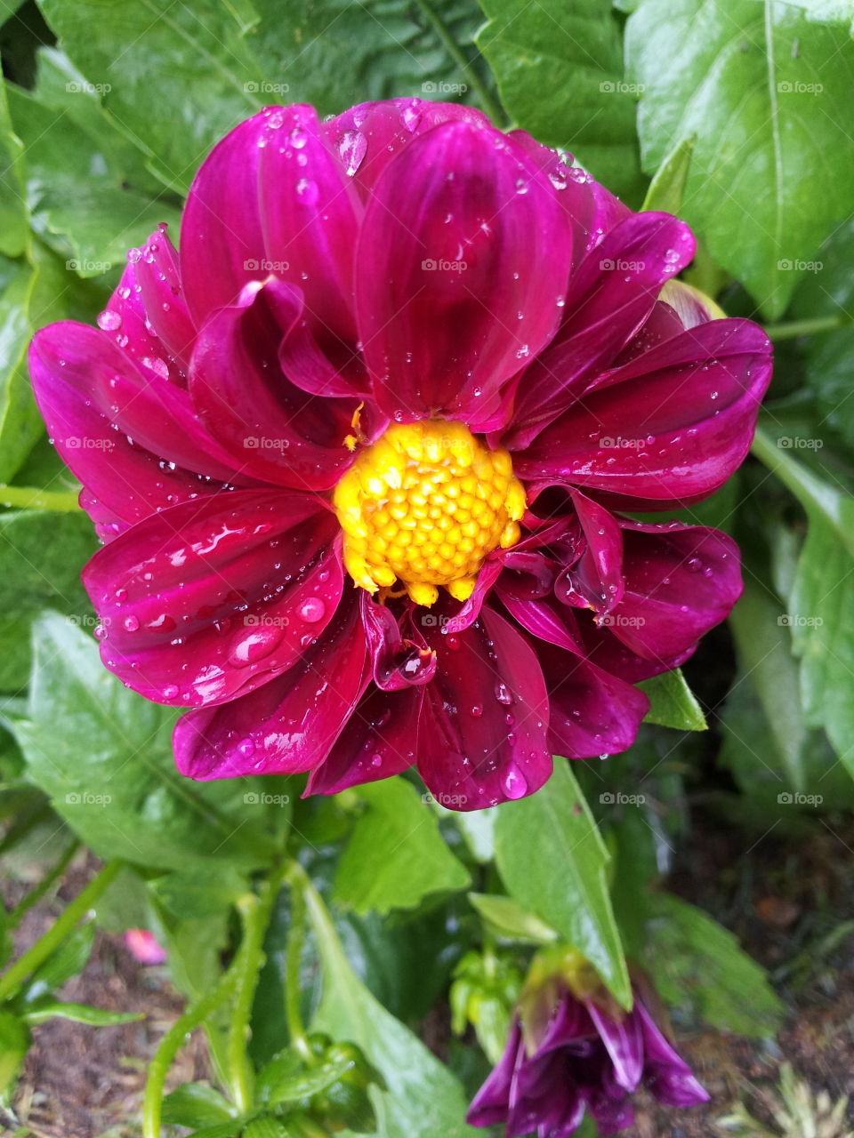 magenta color dhalia flower in a rainy day with water drops( dark red dhalia)