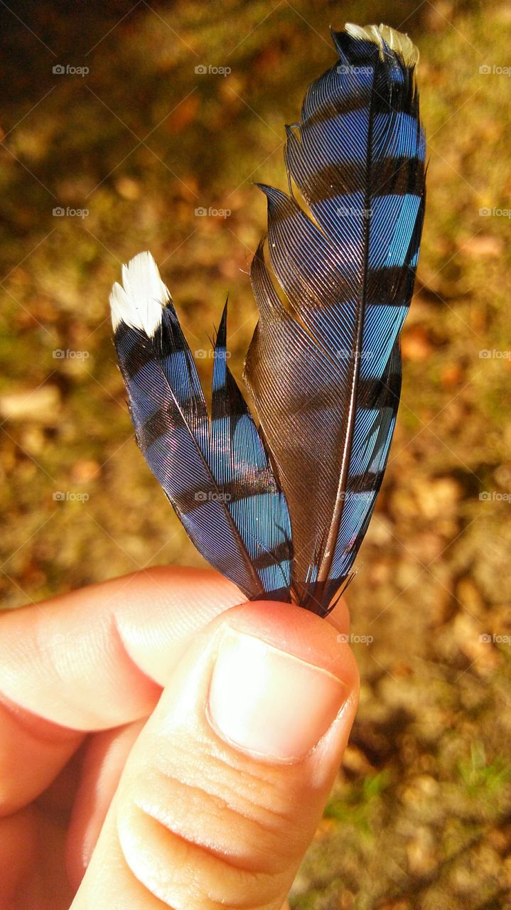 Holding two bright feathers of a likely fallen bluejay