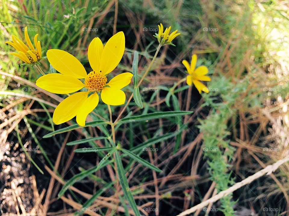 Wildflower blooming in springtime