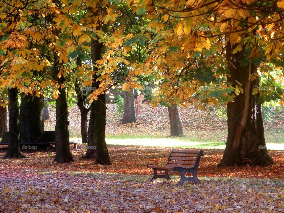 Fall in the park