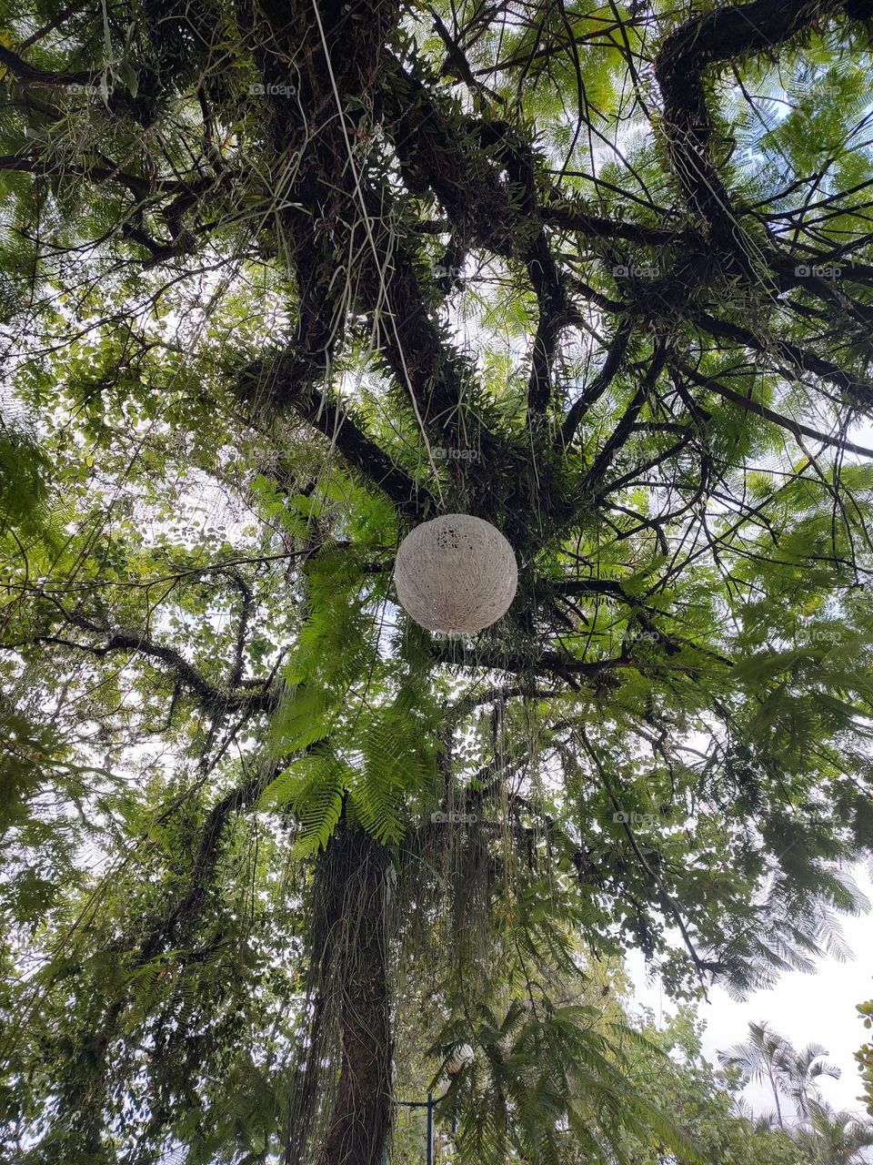 lamp made of twine is placed as an ornament among the branches of a large tree in a square in the city.