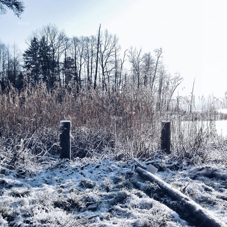 Snow covered trees and plant in winter