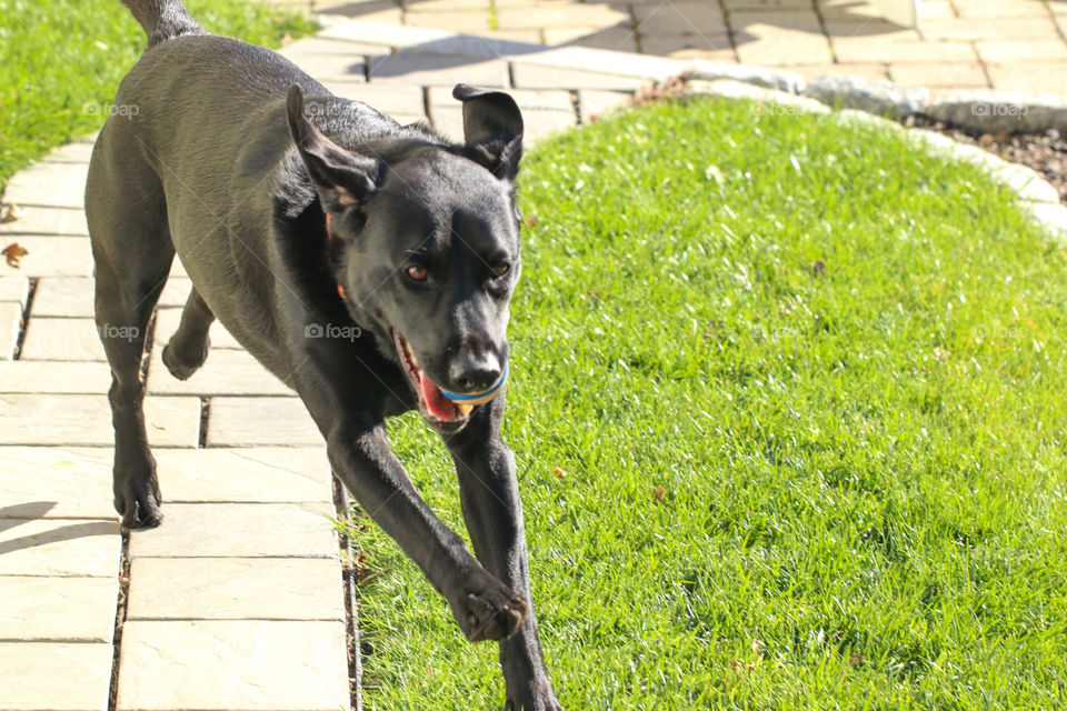 Black lab running in backyard with ball